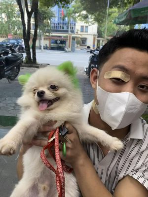 thú cưng sau khi được điều trị