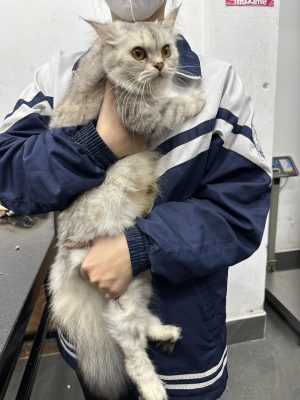 Khách hàng tại Bệnh viện thú ý SHIBA