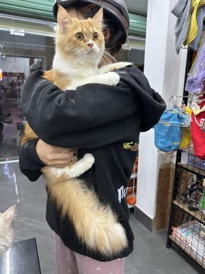 Khách hàng tại Bệnh viện thú ý SHIBA