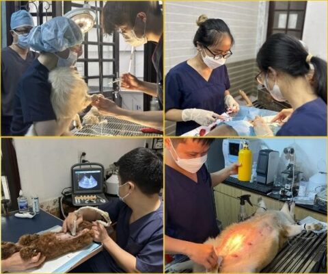 Dịch vụ điều trị tại bênh viện thú y Shiba