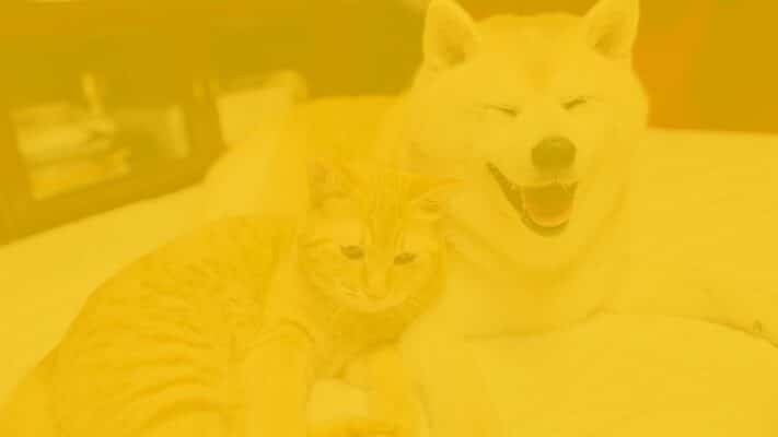 bg4