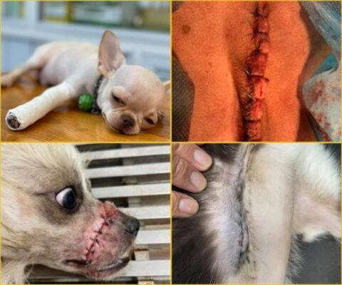 Dịch vụ phẫu thuật tại bênh viện thú y Shiba